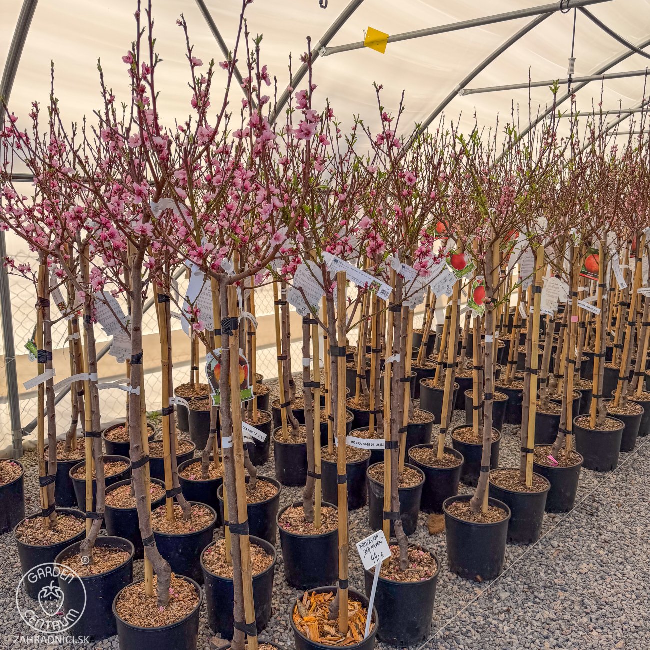 Obrázok Broskyňa obyčajná (Prunus persica) ´REDHAVEN´ - stredne skorá, výška 150-180 cm, obvod kmeňa 4/6 cm, kont. C10L